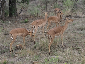 Hluhluwe-Umfolozi Park